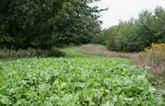 food plot pic 2